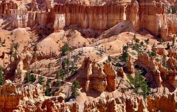 Trees, cliffs, the grand canyon