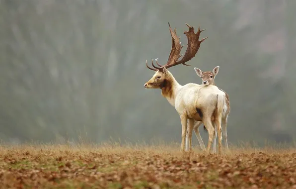 Animals, deer, animal themes, baby animals, white and brown moose, fawns