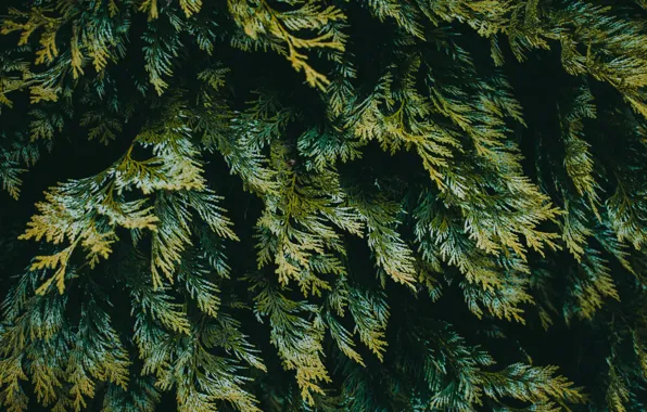 Nature, Tree, Fir, Abhishek Tiwari
