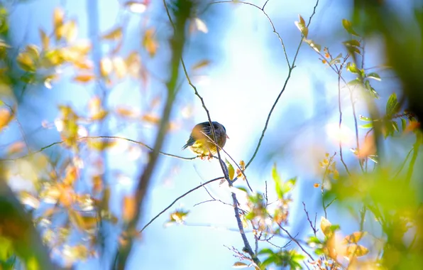 Листья, ветки, природа, птица, обои