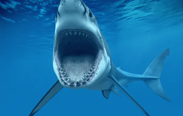 Картинка челюсти, зубы, пасть, Белая акула, Great White Shark), или кархародон (Carcharodon carcharias