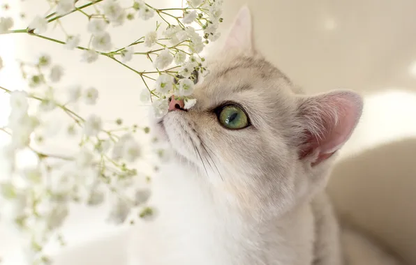 Кошка, белый, кот, взгляд, цветы, поза, букет, белые