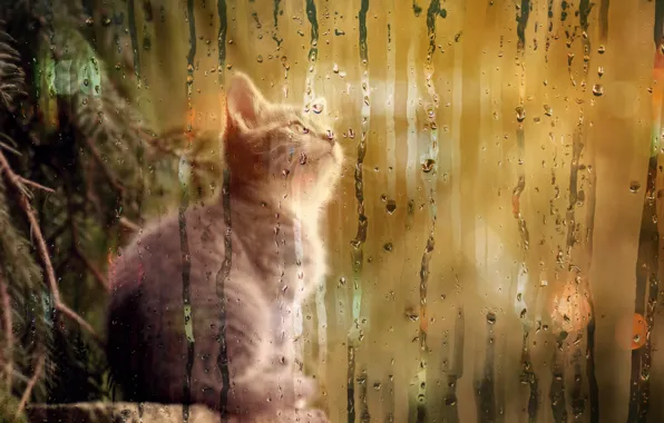 Котенок, елка, любопытство, запотевшее стекло