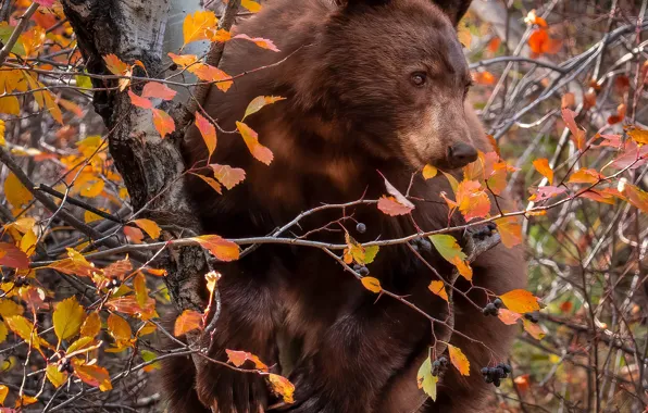 Картинка осень, ветки, ягоды, дерево, медведь, на дереве