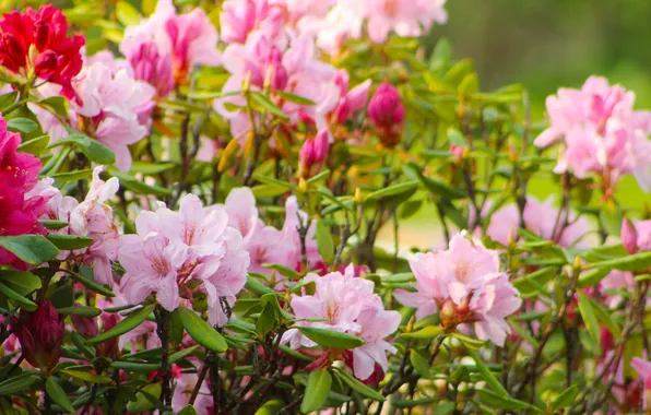 Flowering, shrub, rhododendron
