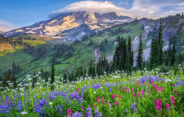 Картинка облака, деревья, цветы, горы, природа, холмы, поляна, США