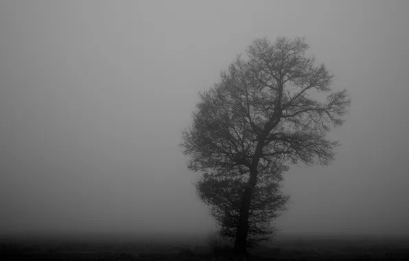 Туман, дерево, черно-белое, монохромное