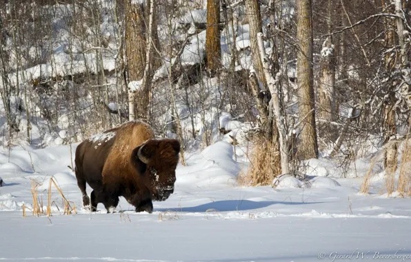 Картинка forest, animals, buffalo, bison, landscapes-