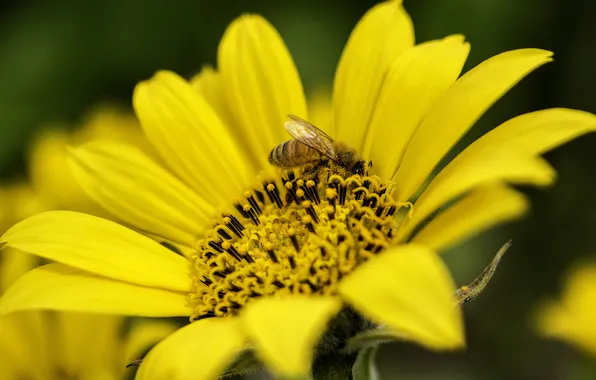 Картинка цветок, лето, желтый, пчела