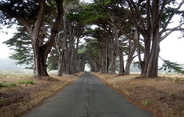 Дорога, деревья, пейзаж