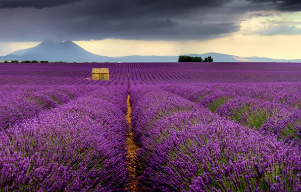Картинка поле, Франция, France, лаванда, Валансоль, Valensole, Provence-Alpes-Cote d'Azur