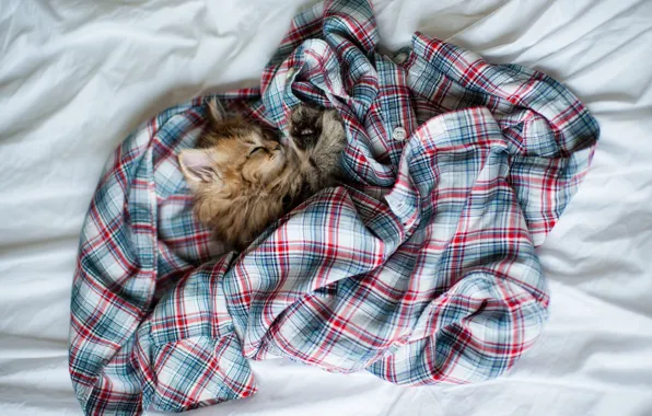 Кошка, клубок, котенок, одежда, сон, клетка, спит, рубашка