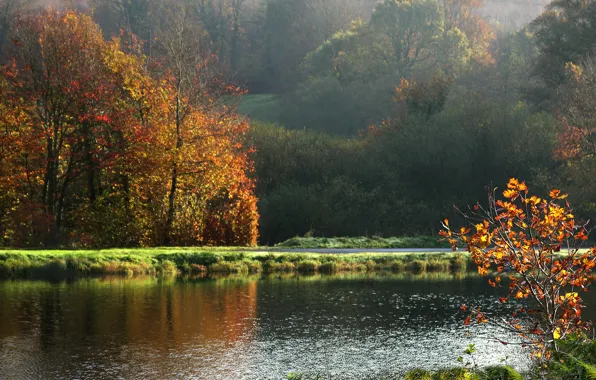 Осень, пейзаж, франция, нормандия, nature, france, autumn, paysage