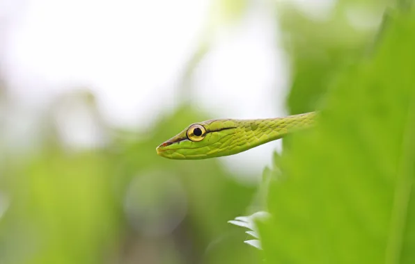 Snake, eye, vineyard