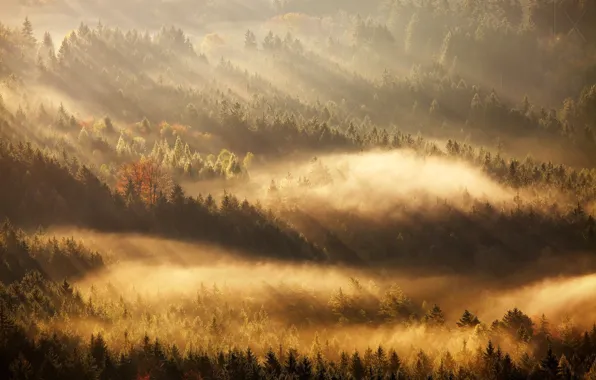 Картинка осень, свет, деревья, утро, леса