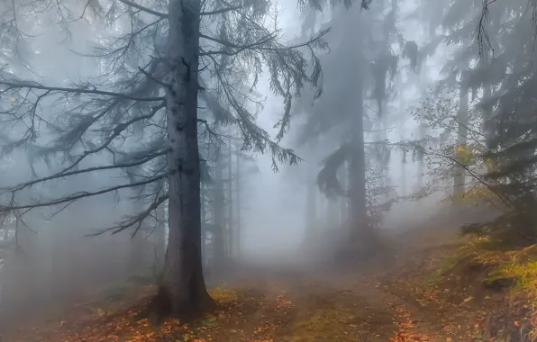 Autumn, Fog, Forest, Leaves, Twigs