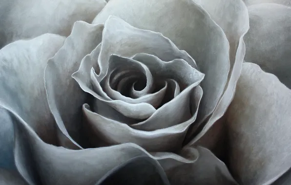 Масло, живопись, холст, art, белая роза, Jonas Brodin