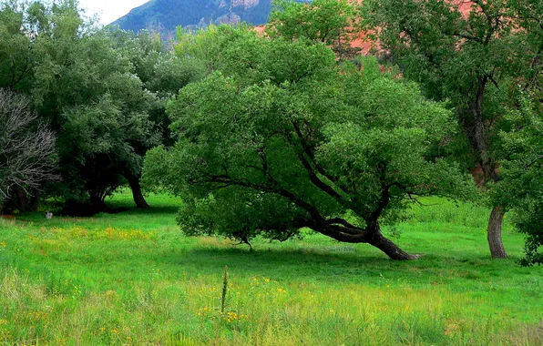 Картинка трава, деревья, горы, сша, Colorado Springs, Red Rock Canyon