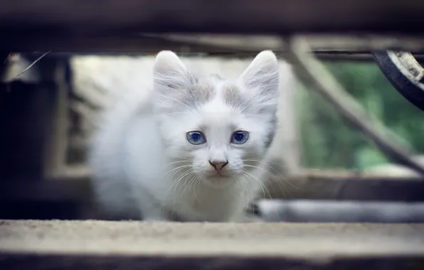 Кошка, взгляд, фон