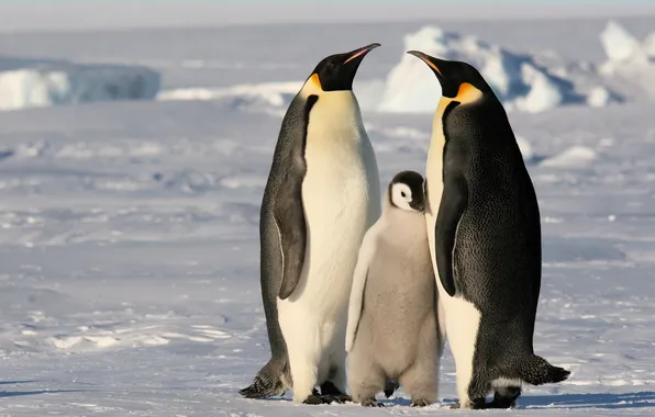 Холод, лед, снег, семья, Пингвины