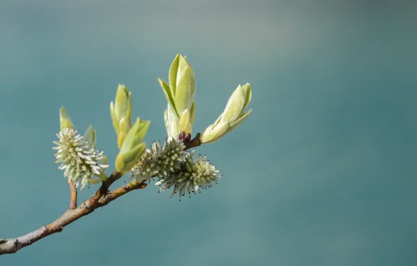 Листья, природа, ветка, стебель, почки, nature, leaves, branch