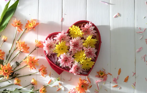 Картинка цветы, colorful, хризантемы, heart, flowers, romantic