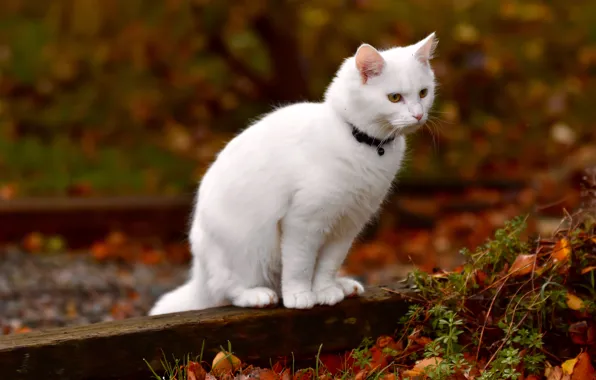 Картинка кошка, белая, котейка