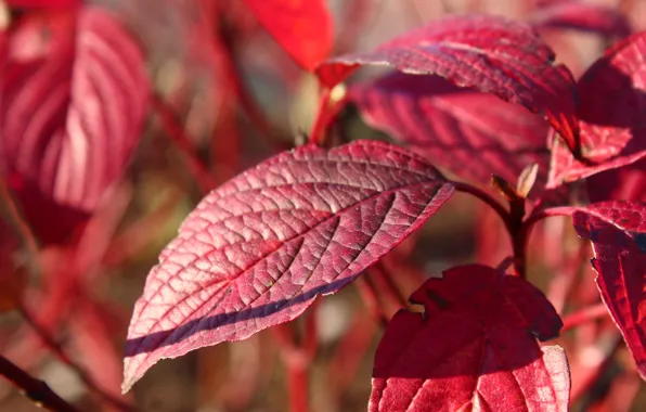 Red, autumn, leaf, plant, fall