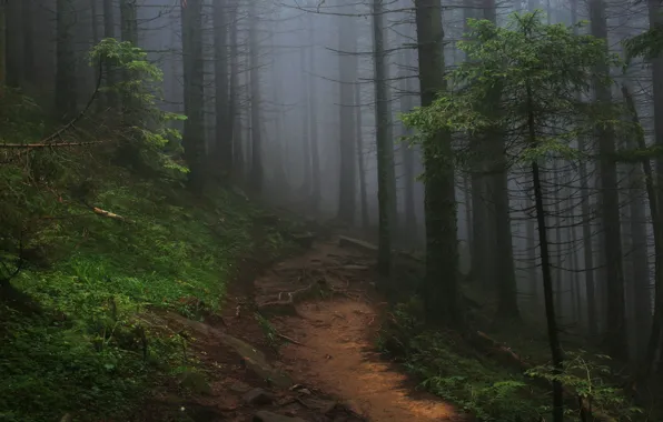 Лес, деревья, природа, туман, тропинка