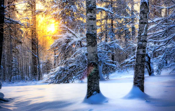 Картинка зима, лес, солнце, снег, природа