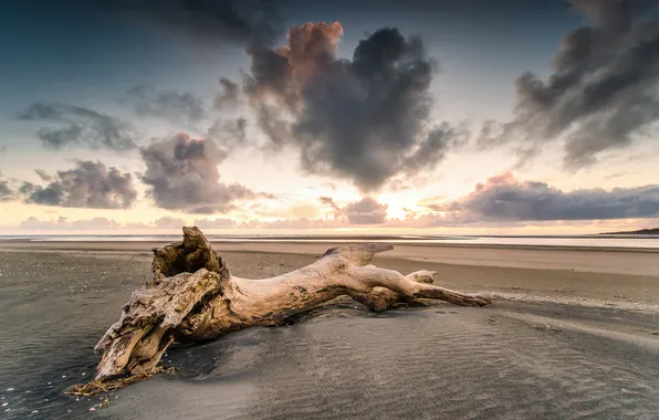 Картинка песок, пляж, закат, дерево, берег, Waikato