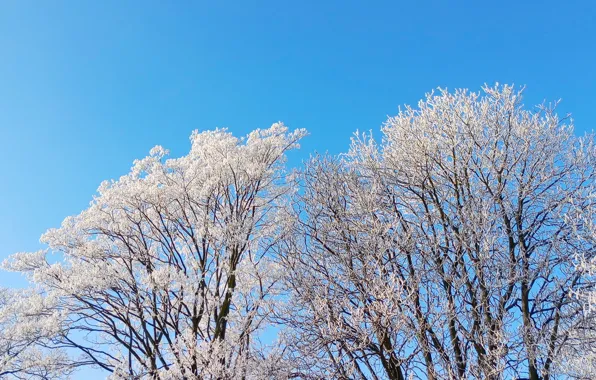Sky, winter, snow, tree, frost