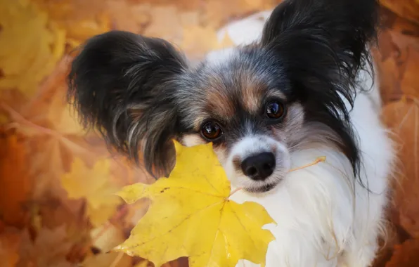 Картинка осень, взгляд, лист, собака, уши, мордашка, Папийон, Континентальный той-спаниель