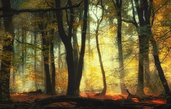 Картинка осень, лес, деревья, forest, trees, autumn, Saskia Dingemans