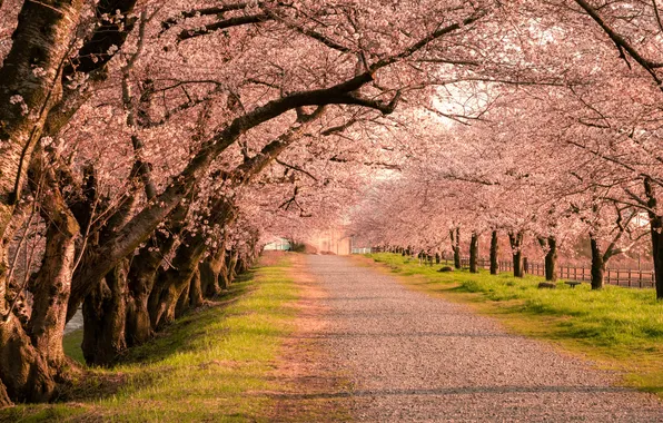 Japan, grass, road, trees, landscape, nature, cherry blossom, Toyama