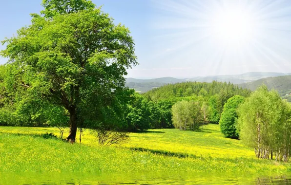 Картинка зелень, лес, трава, вода, солнце, деревья, цветы, Природа