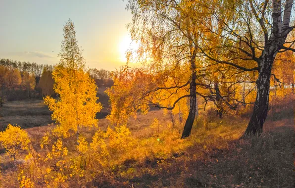 Осень, лес, небо, солнце, свет, деревья, ветки, природа