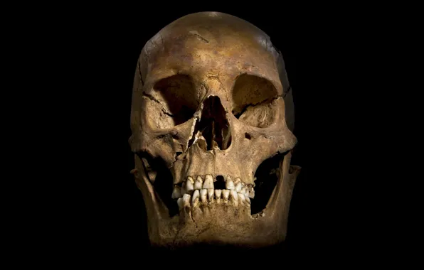 Картинка skull, yellow, bones, human skull