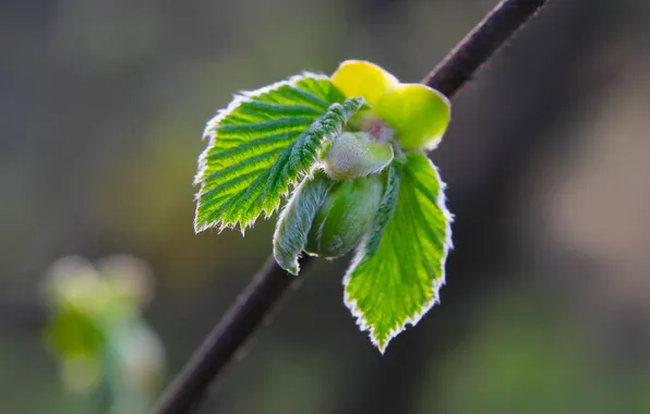 Spring, leaf, twig
