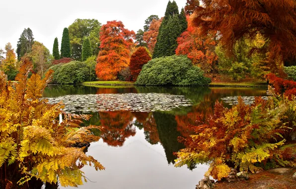 Осень, деревья, дизайн, пруд, парк, красота, Великобритания, кусты