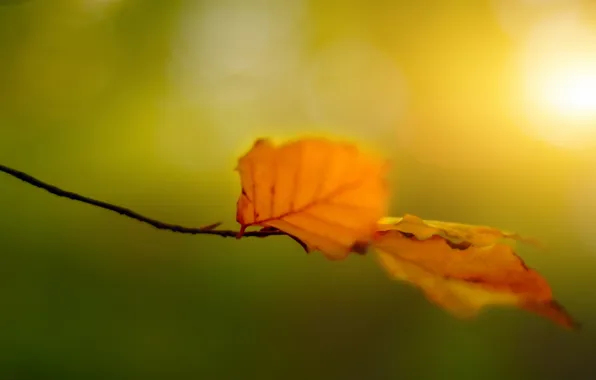 Картинка осень, листья, маккро