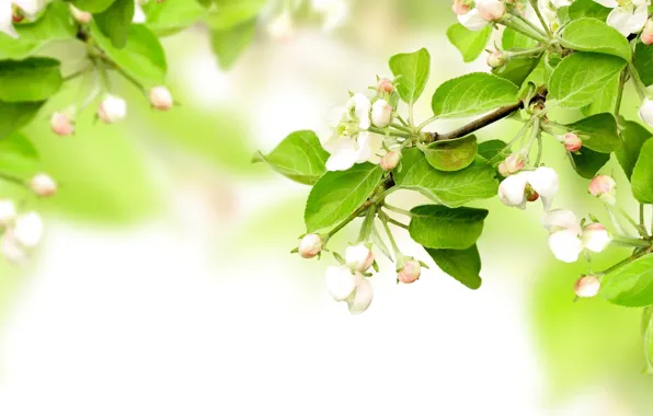 Blossom, flowers, leaves, spring, apples, branches