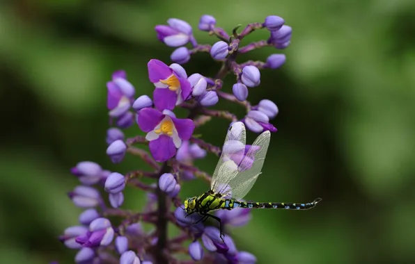 Flowers, garden, petals, insect, natura, Lilac flower
