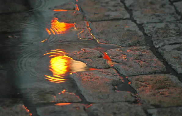 Картинка вода, огни, отражение, улица, брусчатка, лужа
