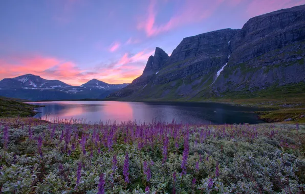 Цветы, горы, озеро, восход, Норвегия, Norway
