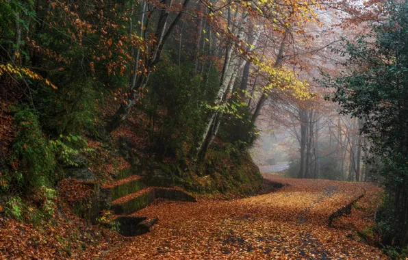 Дорога, осень, лес, деревья, туман, парк, листва, ступени