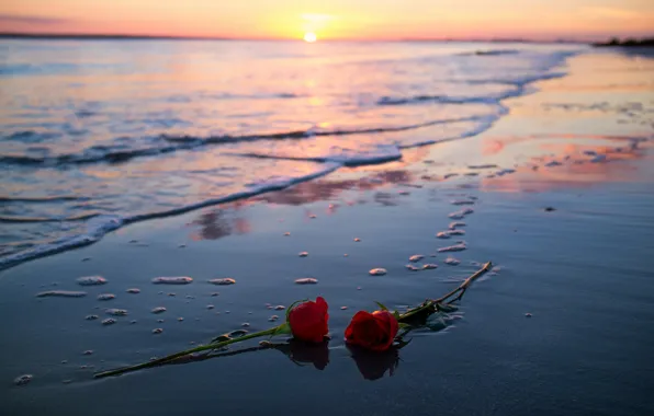 Картинка море, закат, розы
