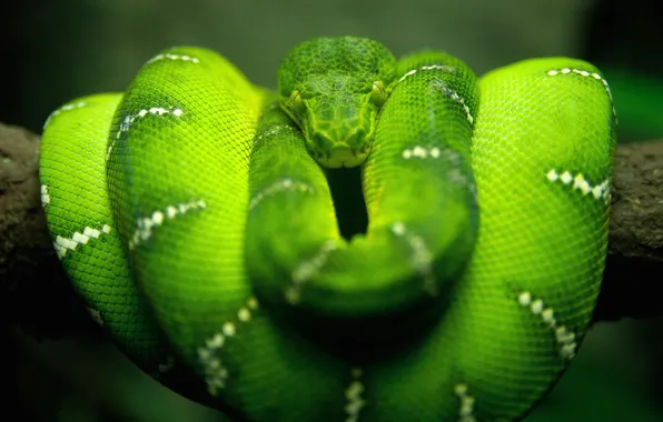Макро, природа, зеленый, змея