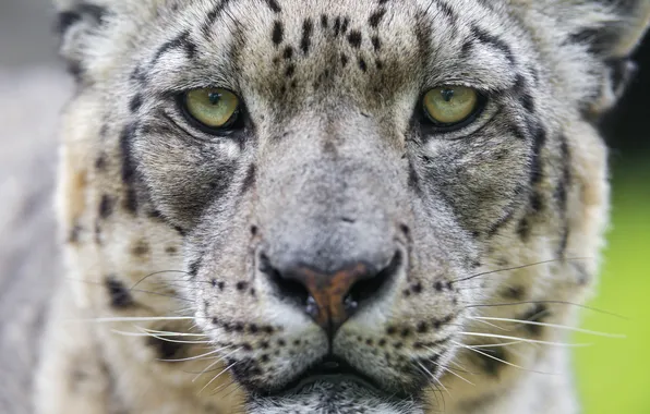 Картинка кошка, глаза, взгляд, морда, ирбис, снежный барс, ©Tambako The Jaguar