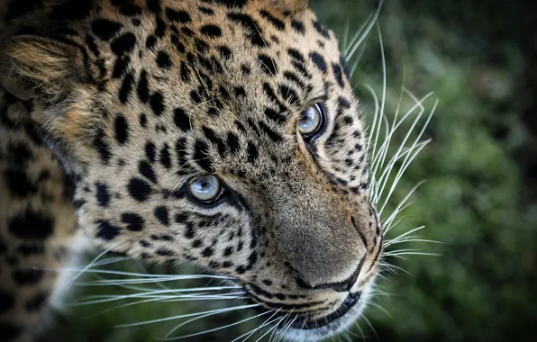 Картинка взгляд, морда, Леопард, дикая кошка